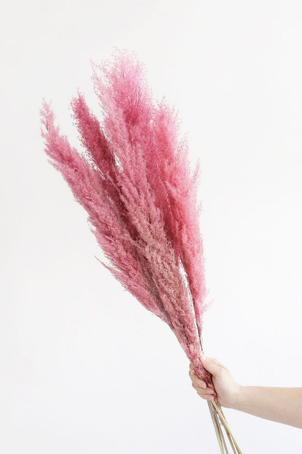 Dried Pampass Grass Pink 28" Pack of 6