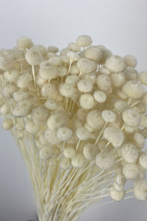 DRIED, BUTTON FLOWERS BLEACHED