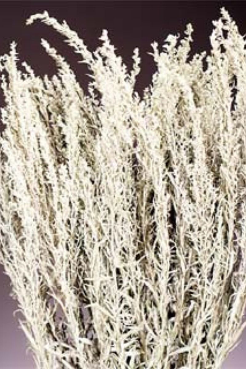 DRIED, ARTEMESIA SILVER QUEEN