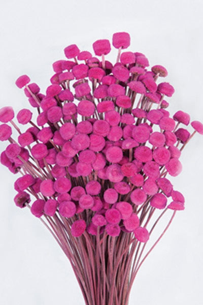 DRIED, BUTTON FLOWERS PINK