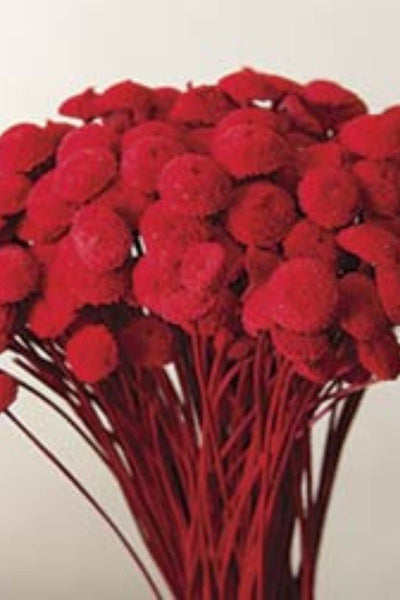 DRIED BUTTON FLOWERS BERRY RED