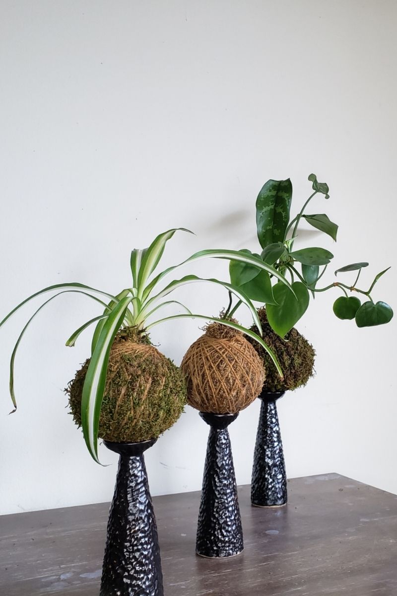 Kokedama Workshop