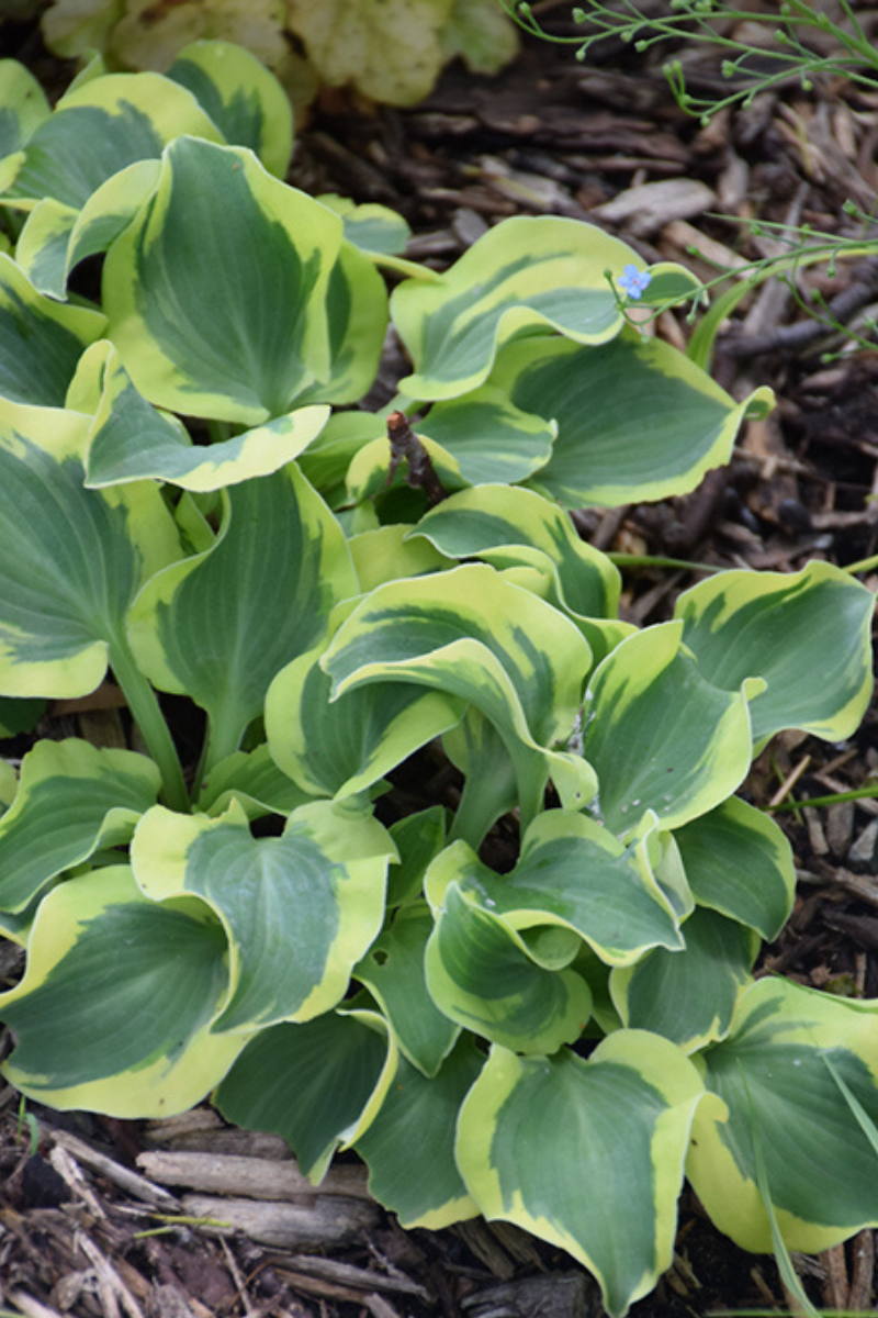Hosta, Mini Skirt