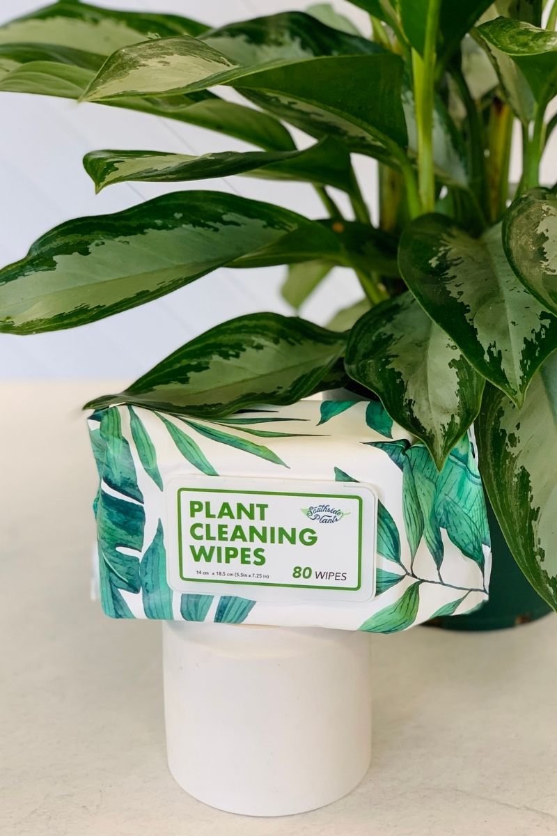 leaf wipes for indoor plants Southside Plants Houseplant Cleaning Wipes – Chalet