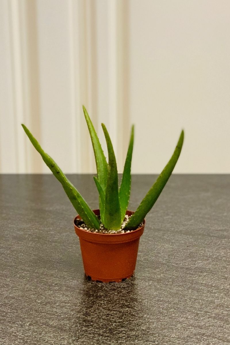 Aloe, Medicinal 4"