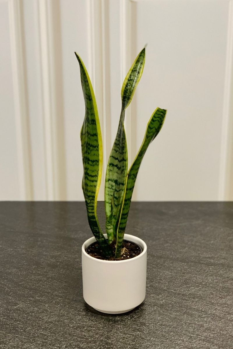 Snake Plant, Laurentii 4"