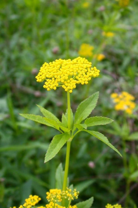 Zizia, Golden Alexanders