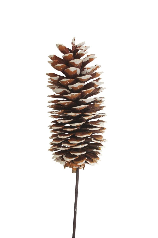 Dried Sugar Pine Cones 1 Stem White Tip