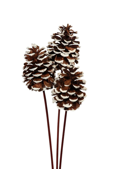 Dried Pine Cones Large 10-15 cm 3 Stem White Tipped