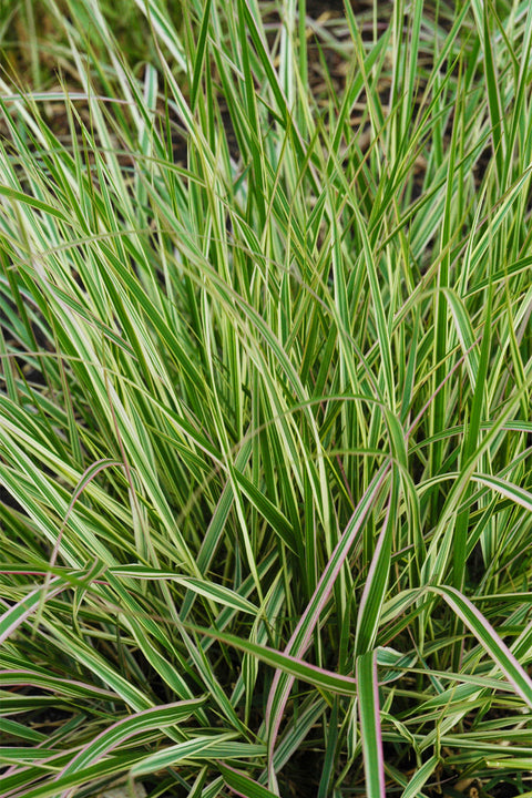 Grass Feathr Reed-Overdam