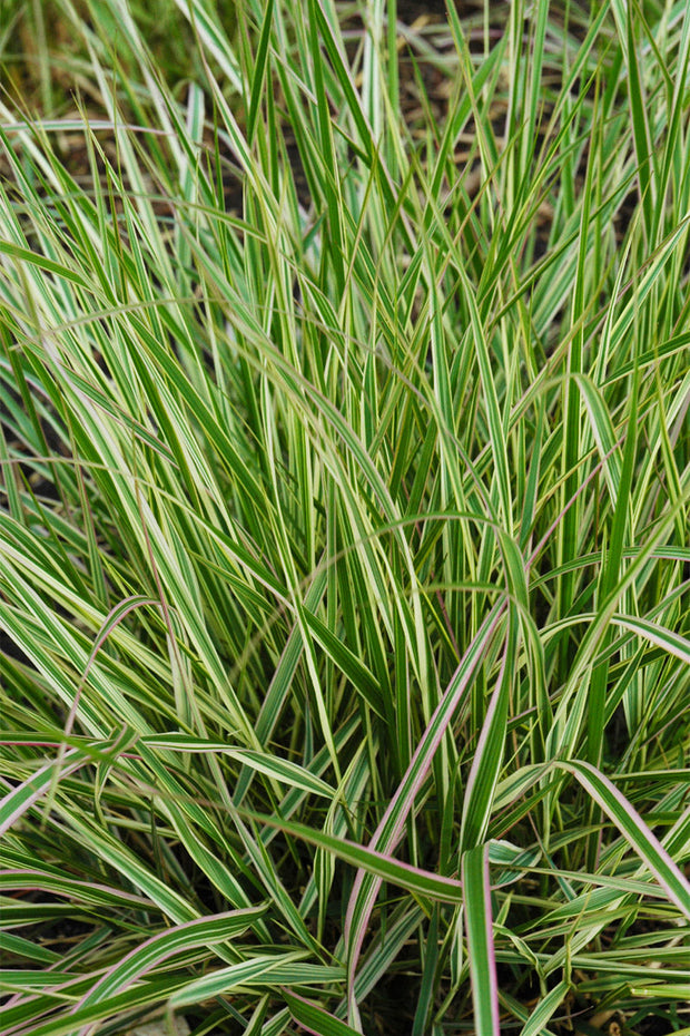 Grass Feathr Reed-Overdam