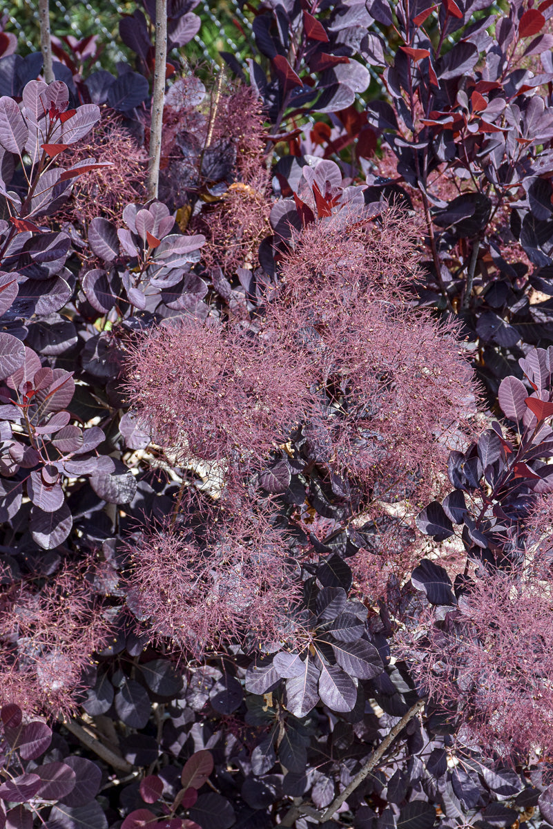 Smoketree, Velveteeny