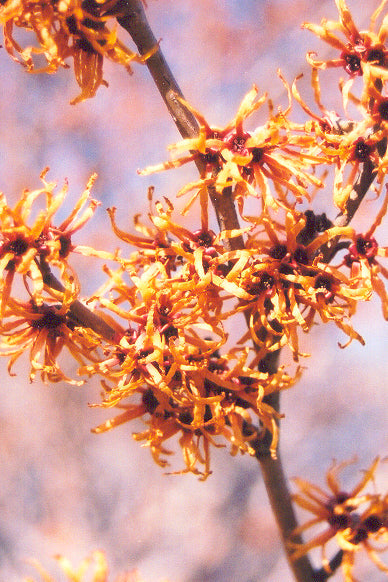 Witchhazel, Spring