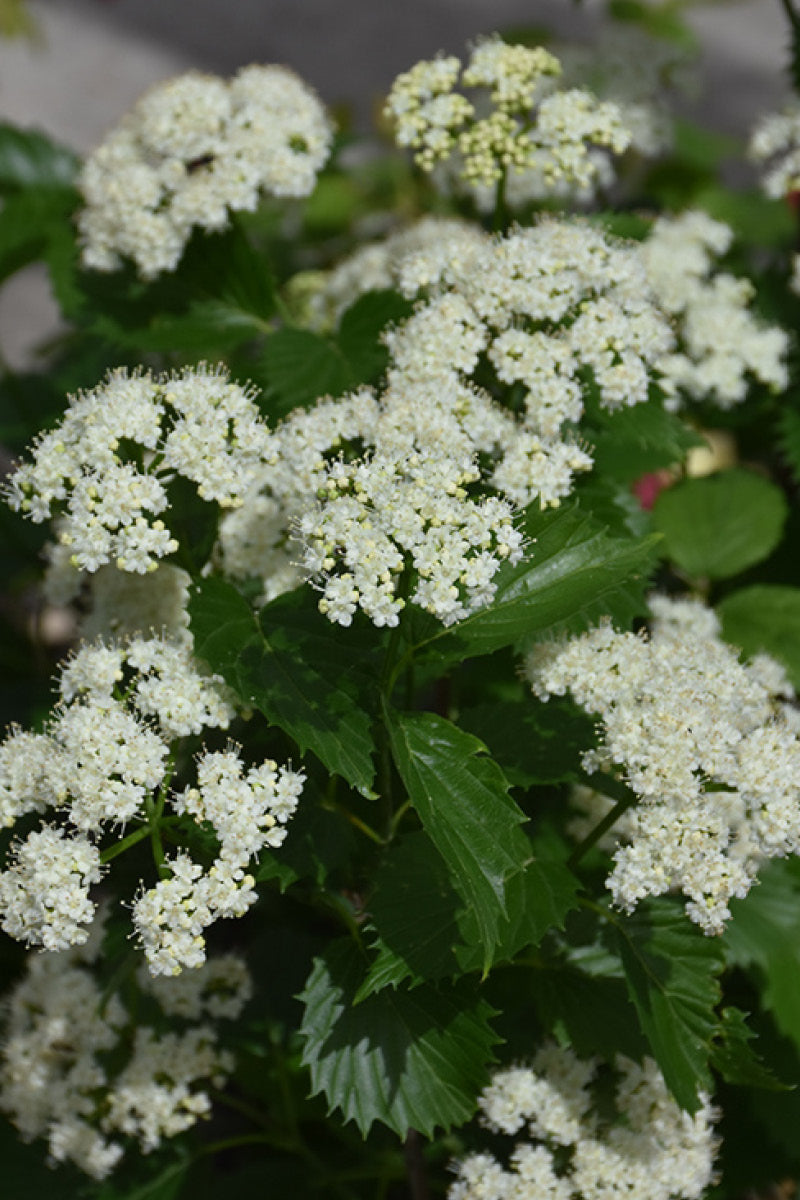 Viburnum, Arrowwood Blue Muffin