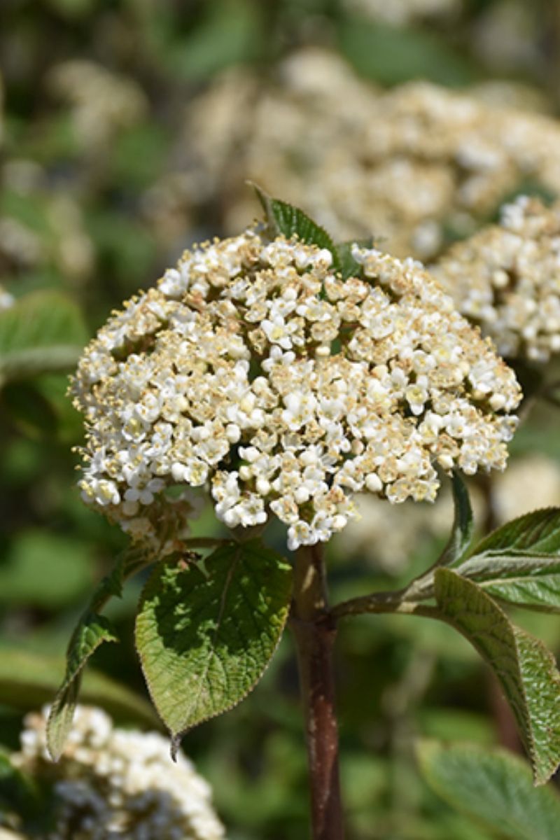 Viburnum, Mohican