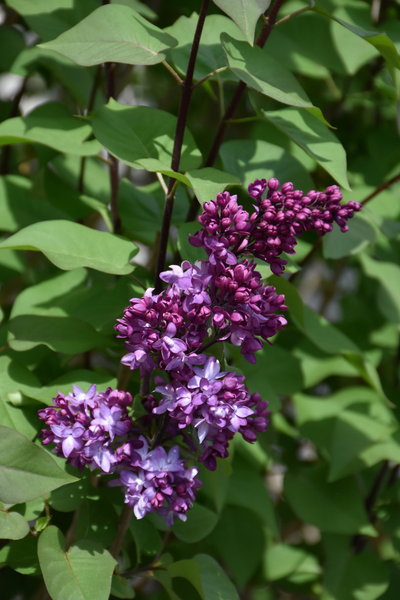 Lilac, Virtual Violet