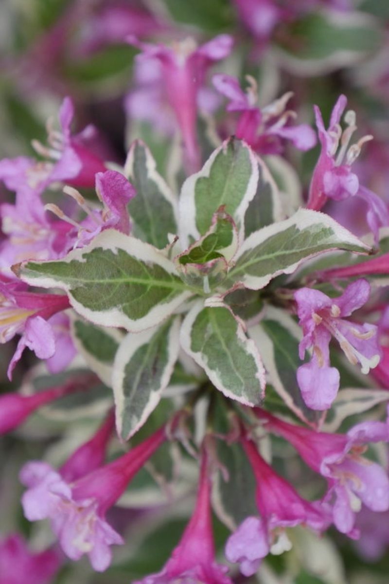 Weigela, My Monet Purple Effect