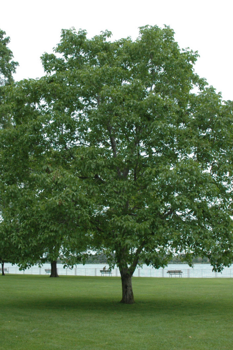 Walnut, English Carpathian