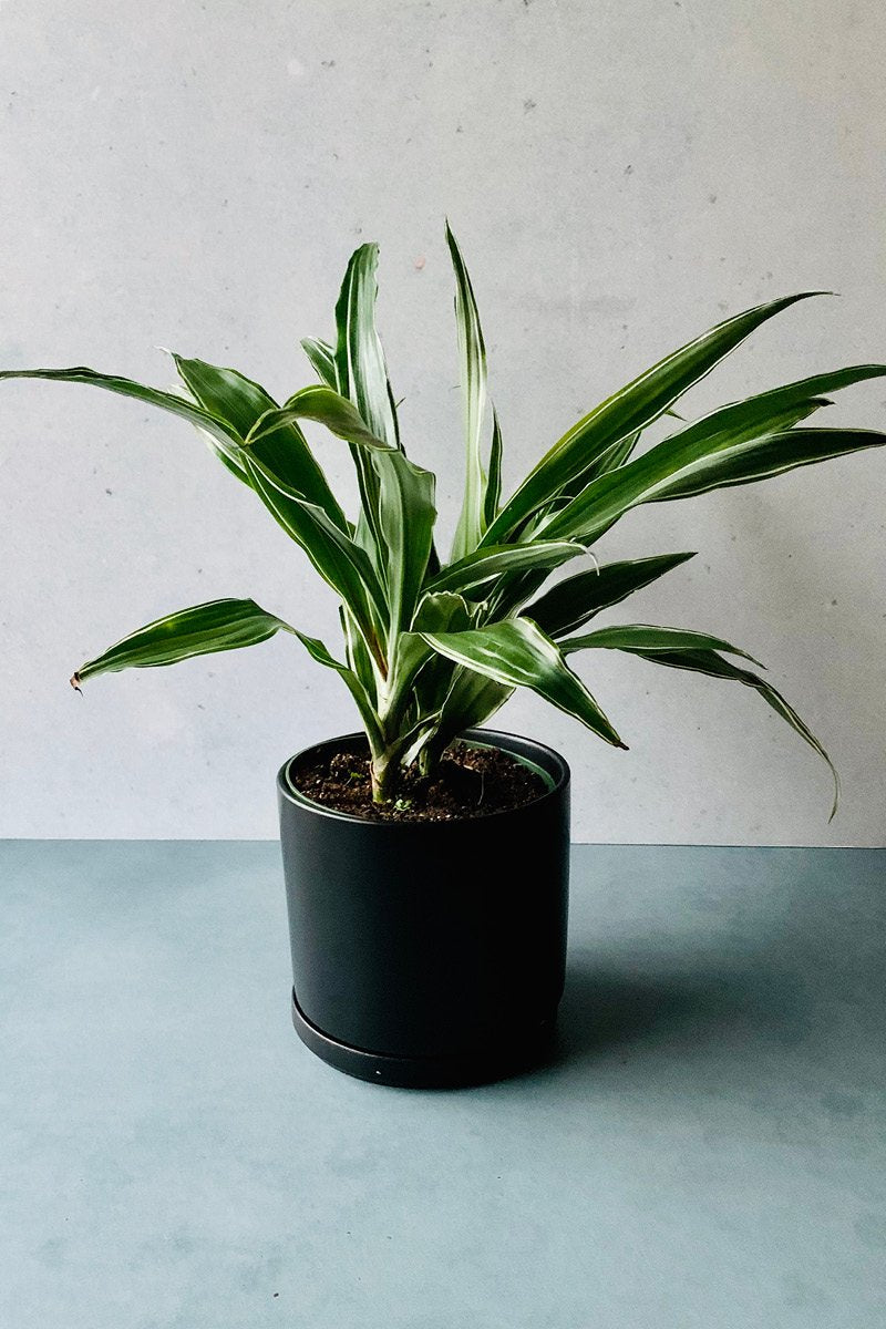 Dracaena, Warneckii 3.5"