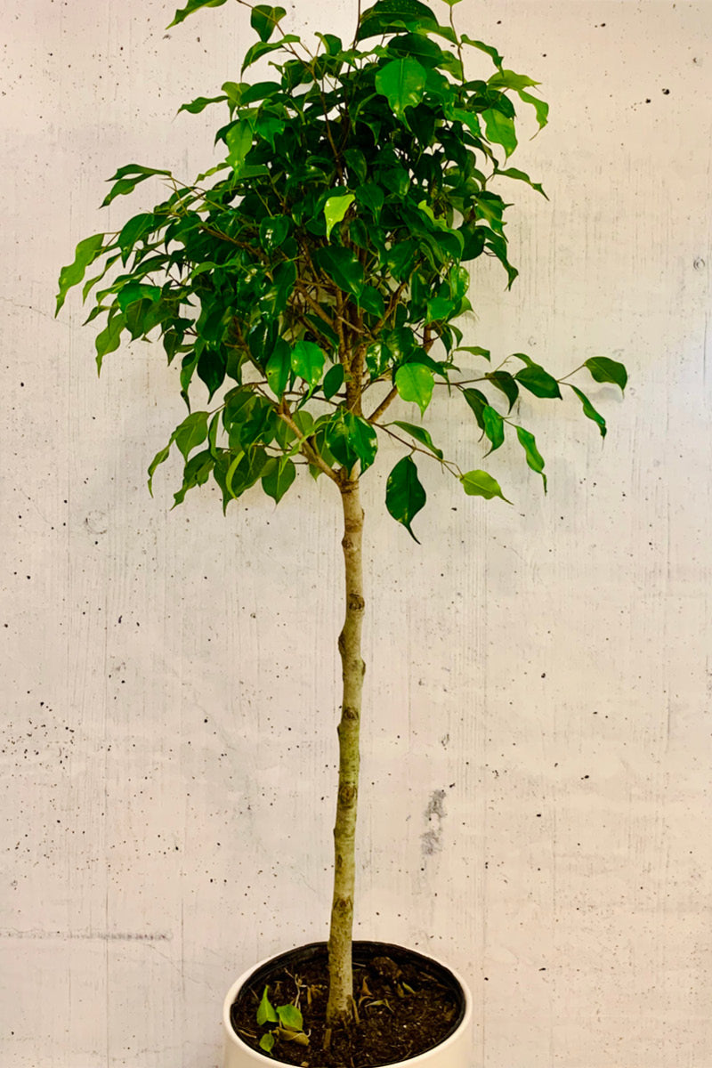 Ficus Benjamina 12" Std.