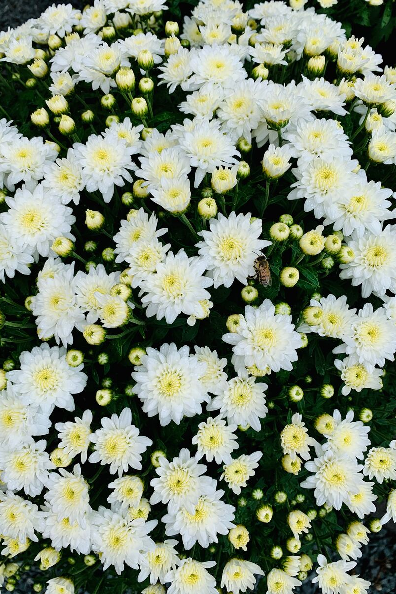 Mum Fall Premium White