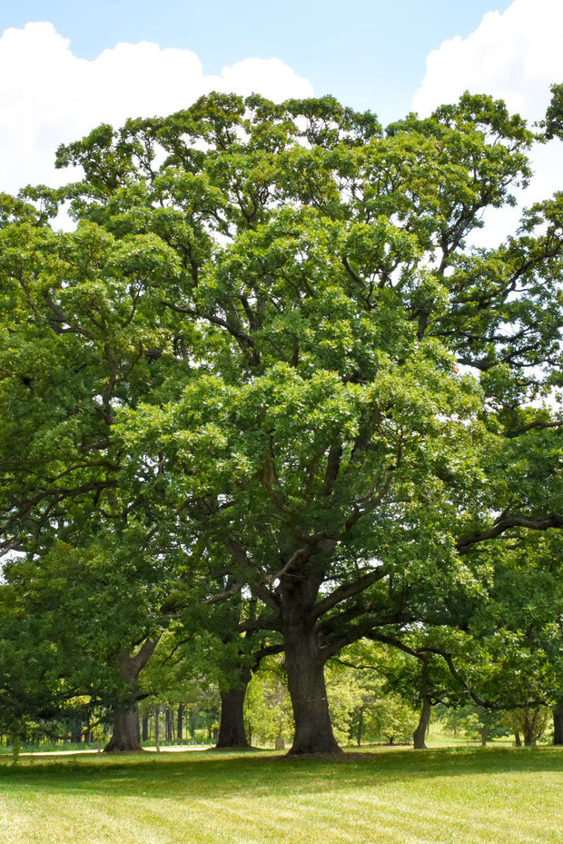 Oak, White