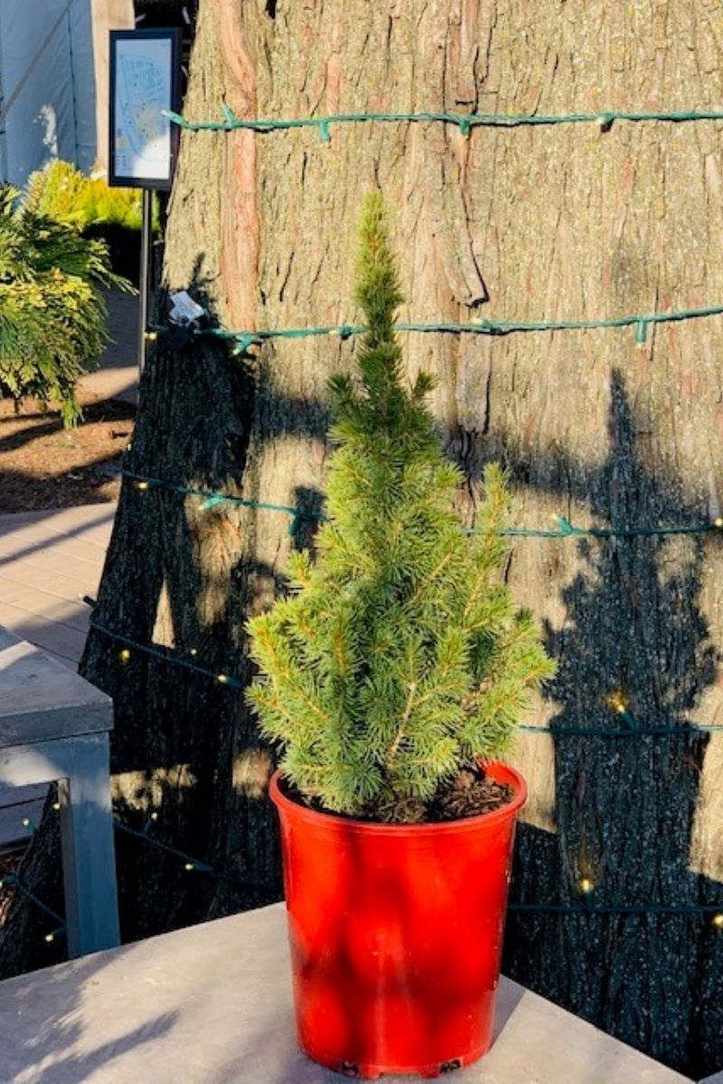 Seasonal Jeans Dilly