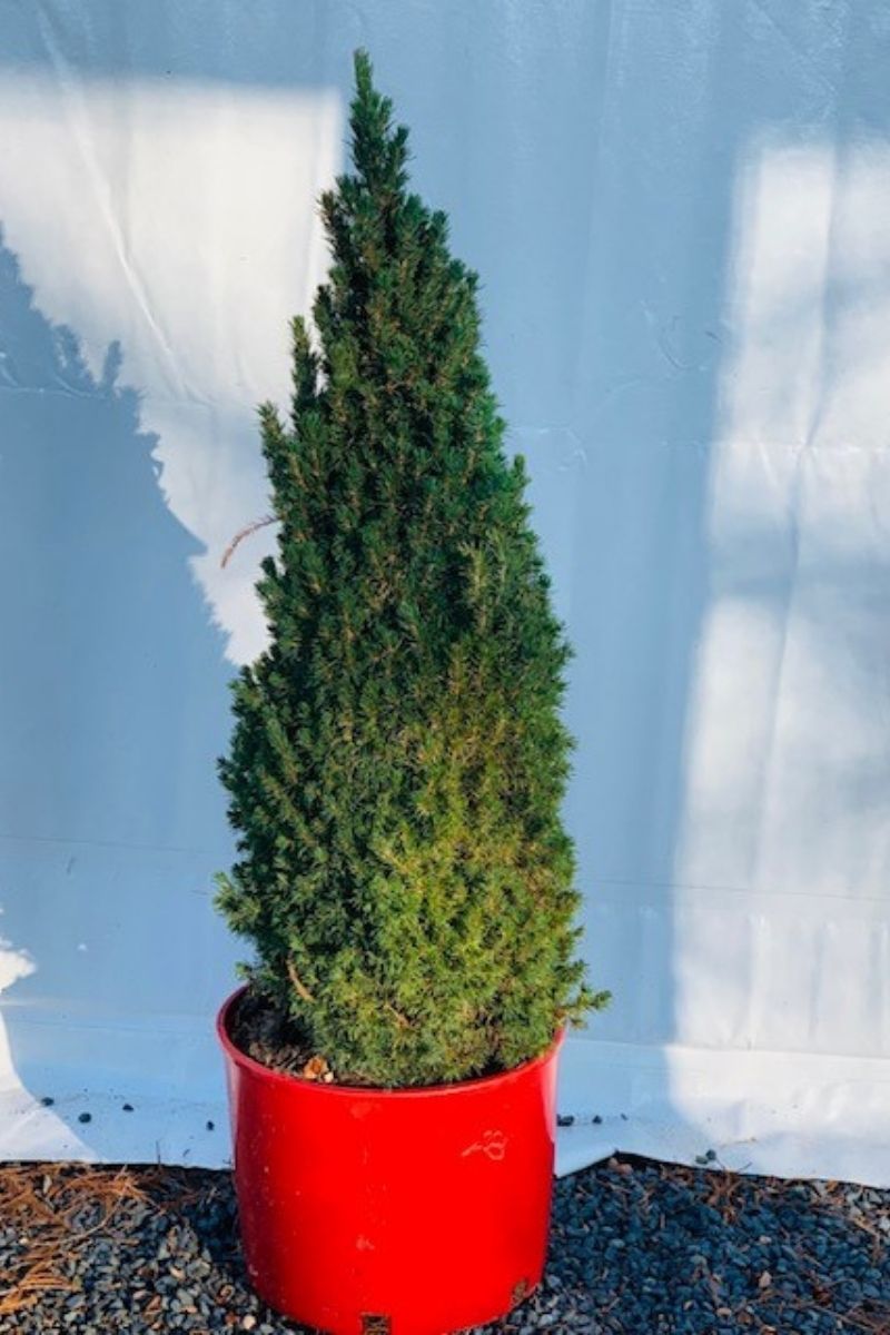 Seasonal Jeans Dilly