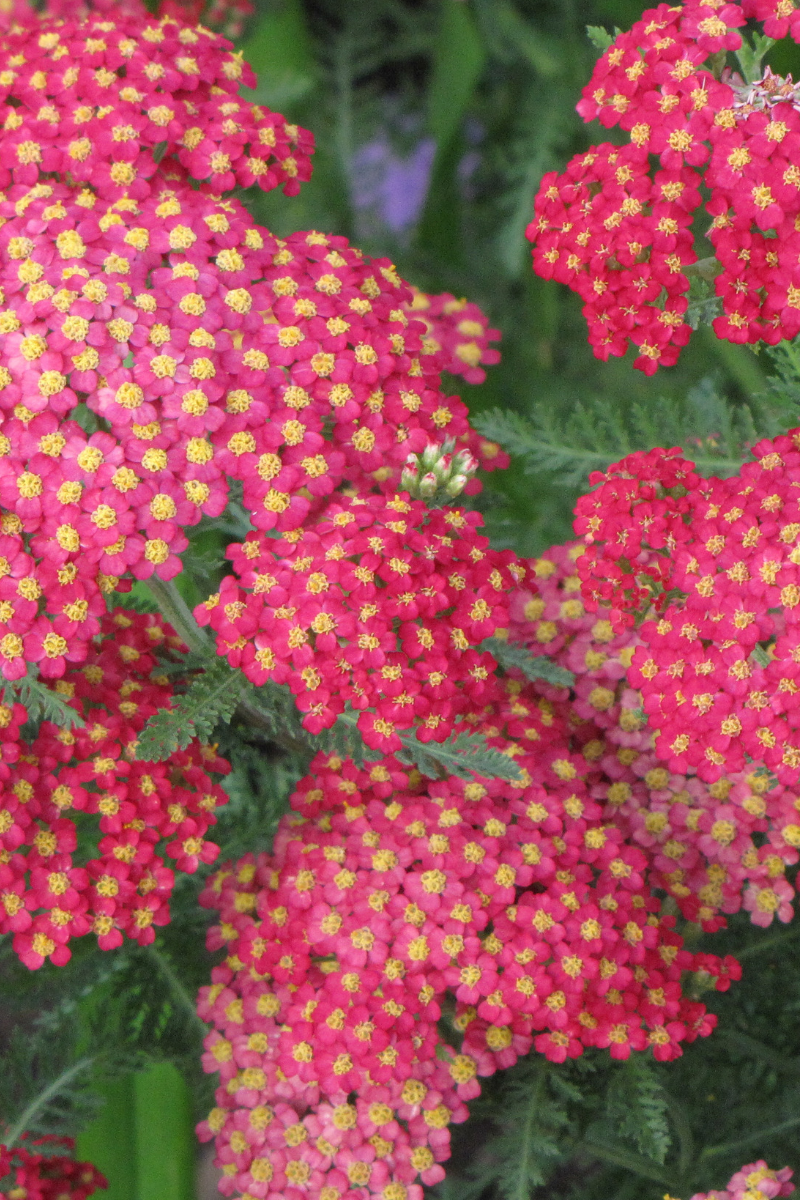 Yarrow, Paprika