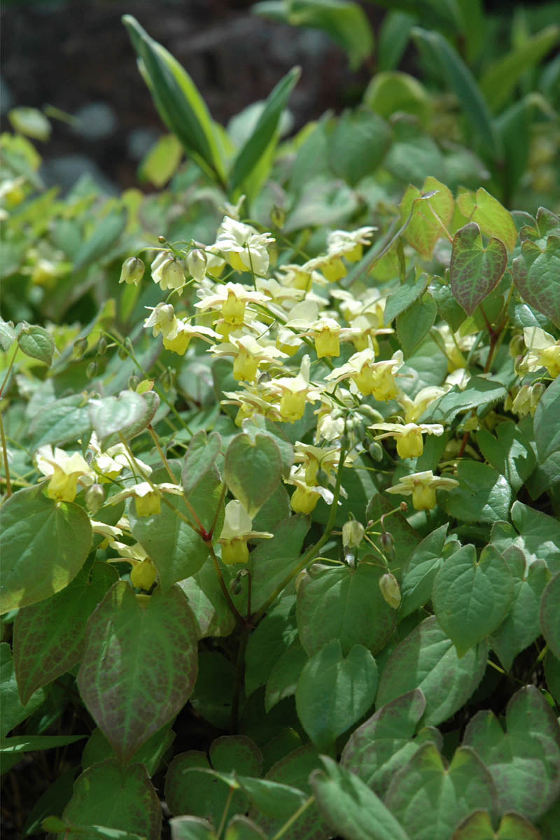 Bishop's Hat, Yellow