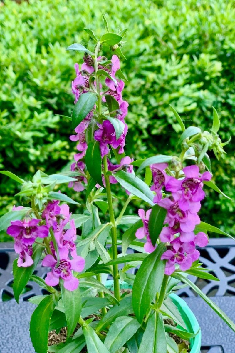 Angelonia, Serafina Pink