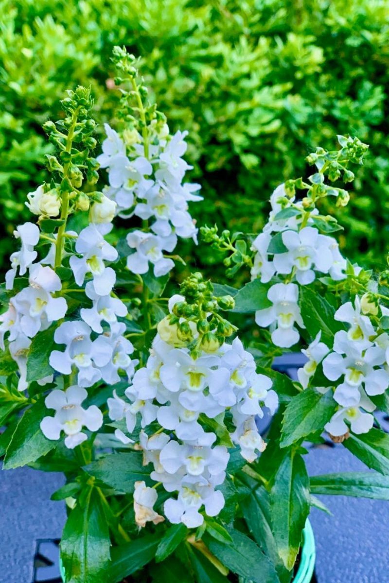 Angelonia, Angelface White