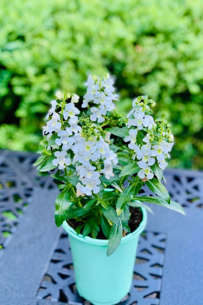 Angelonia, Angelface White