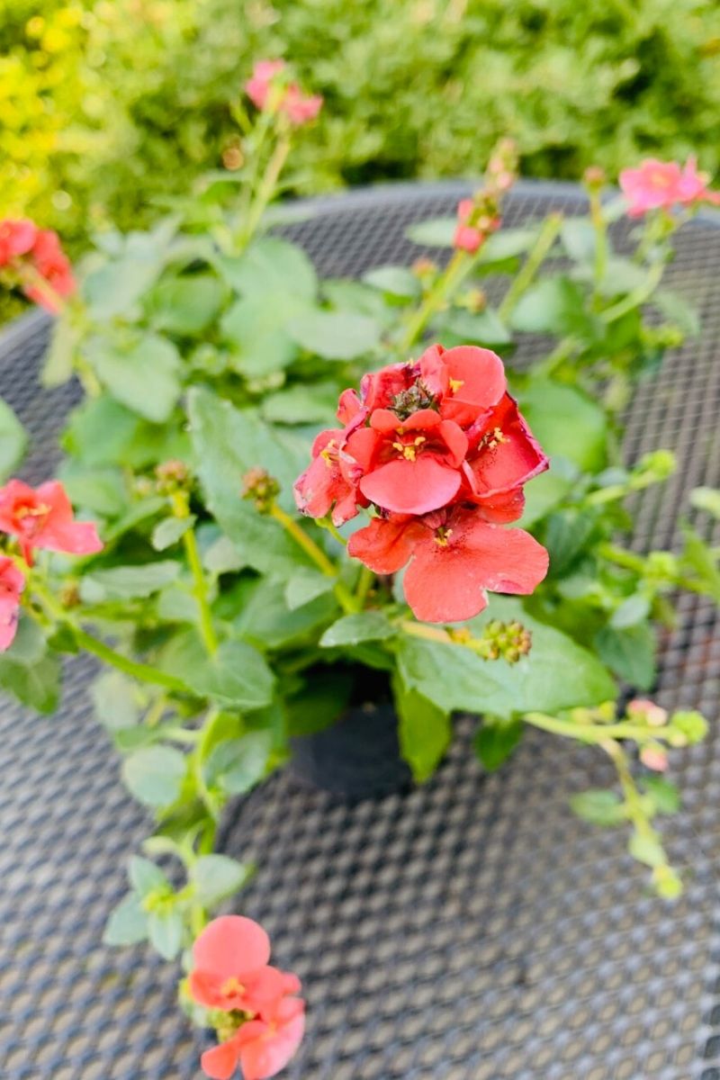 Diascia Darla Deep Salmon – Chalet