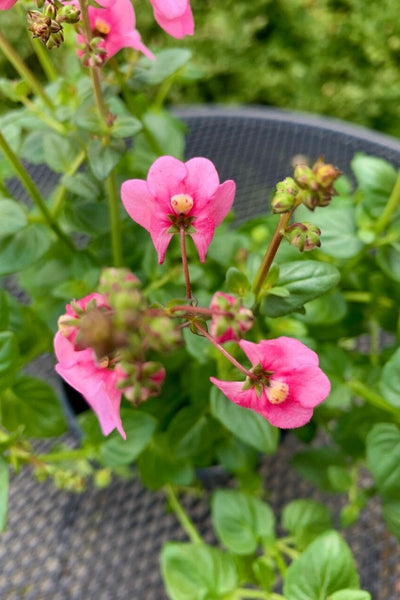 Diascia Lt Pink