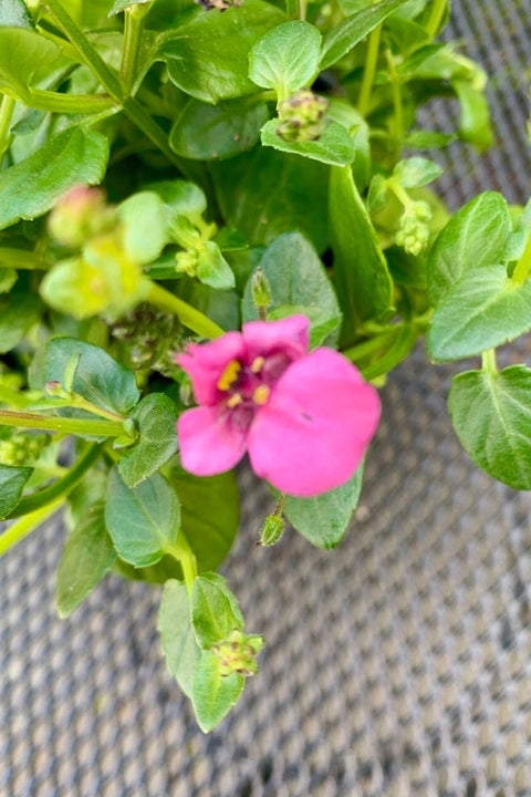 Diascia Darla Rose