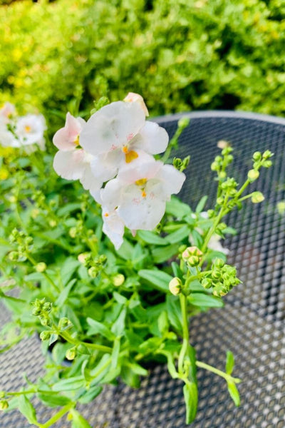 Diascia White