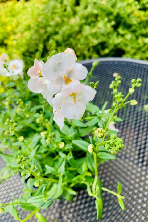 Diascia White