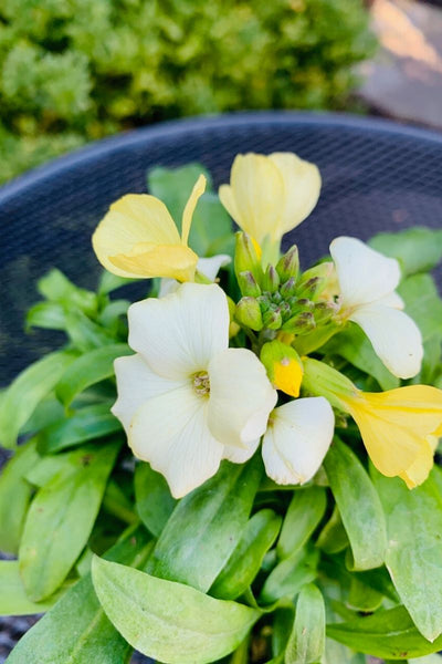 Erysimum Sr Primrose