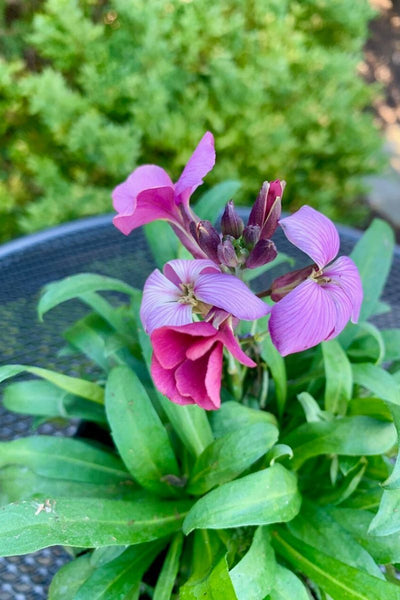 Erysimum Sr Violet