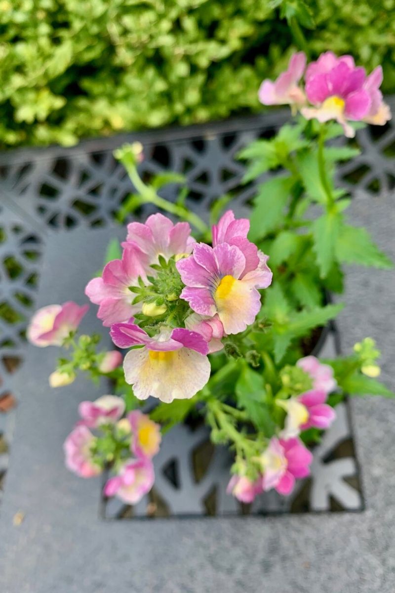 Nemesia Banana Swirl