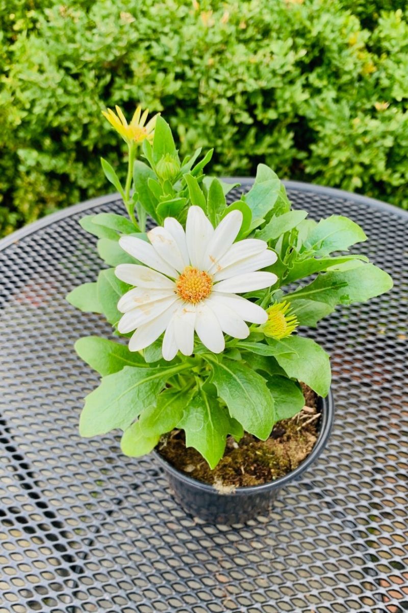 Osteospermum, Margarita White