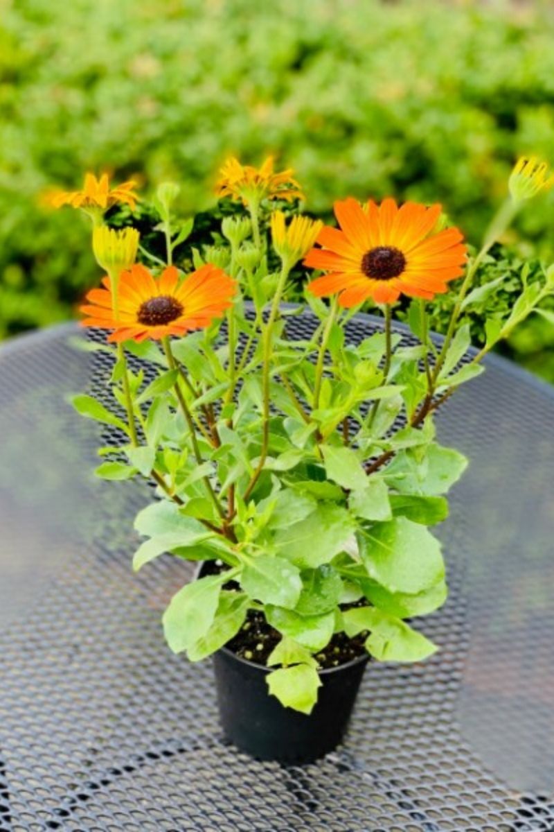 Osteospermum Orange Flare
