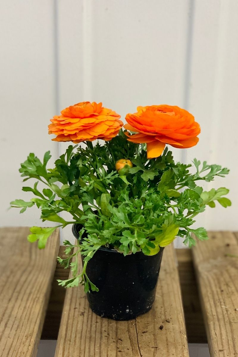 Ranunculus, Orange