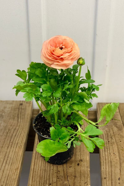 Ranunculus, Mache Pastel