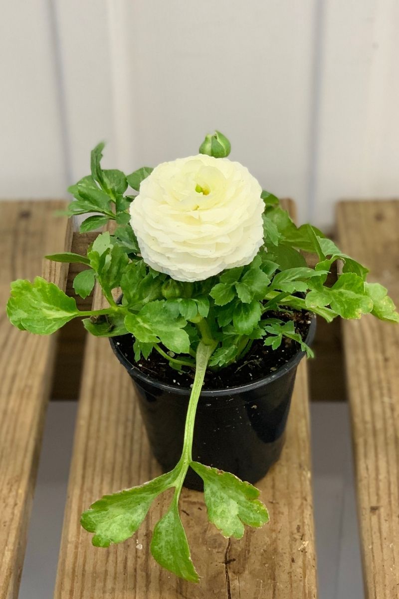 Ranunculus, White