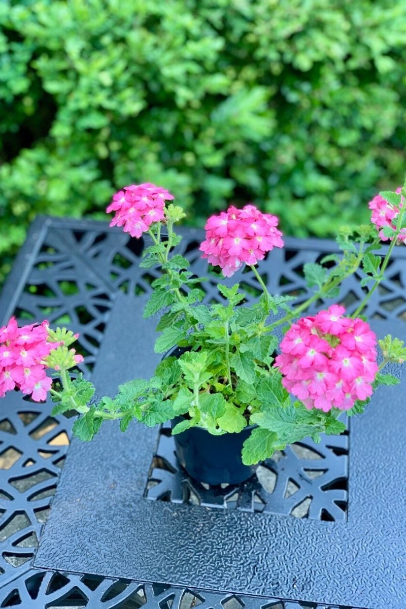 Verbena, Pink Trailing