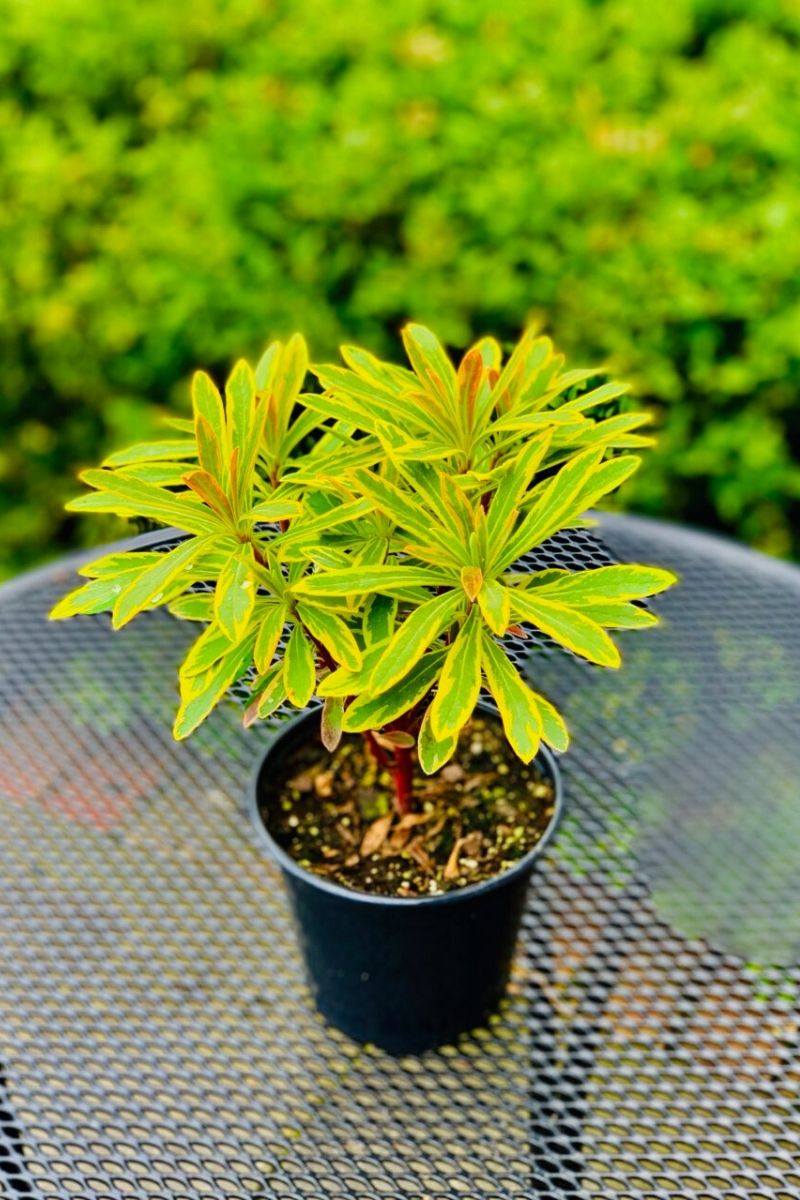 Spurge, Ascot Rainbow 4"
