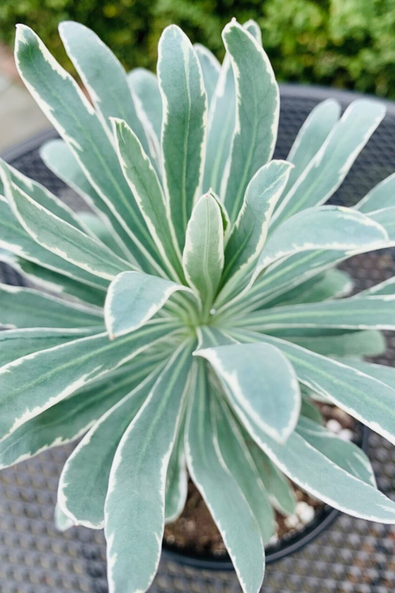 Euphorbia Glacier Blue