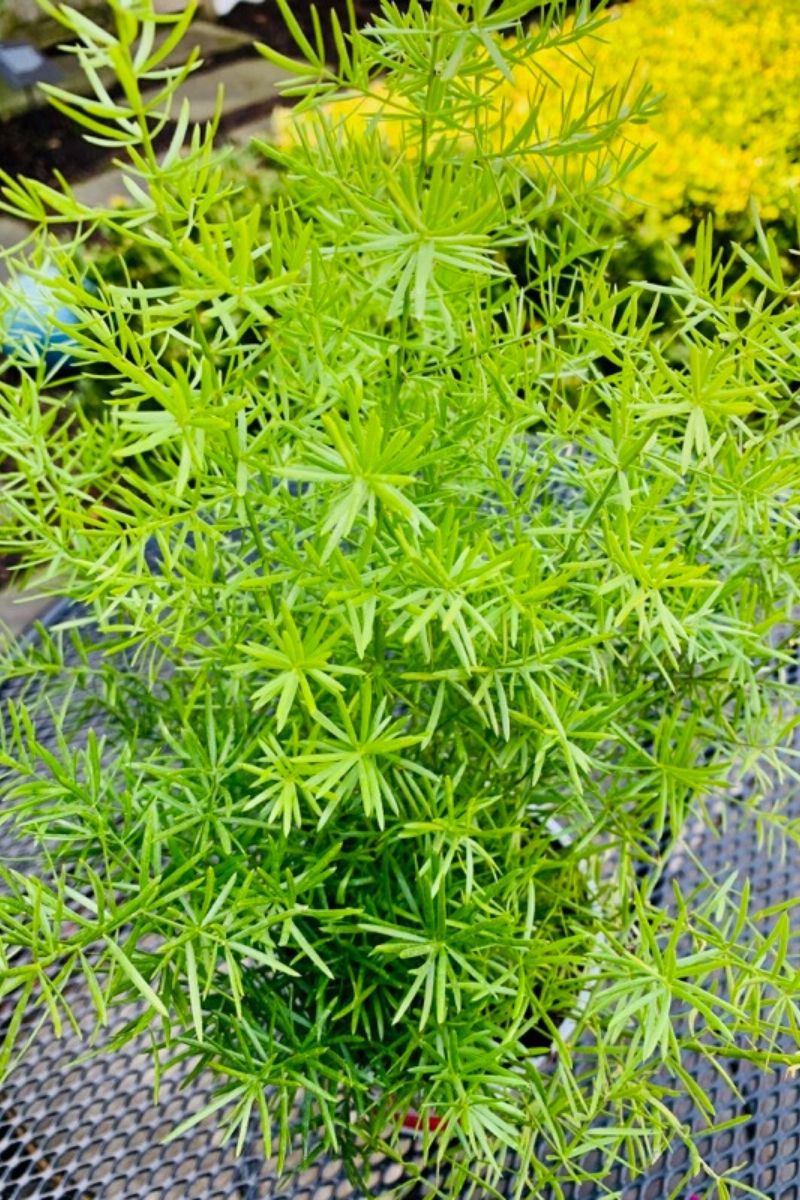 Asparagus Fern